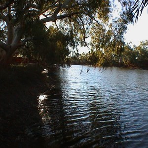 Cattle Pool