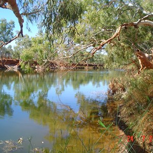 Cattle Pool