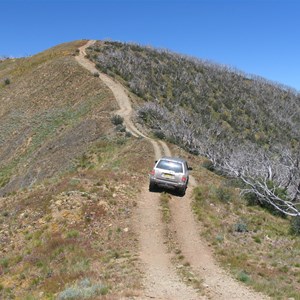 Treeless east side is too cold for snowgum seedlings