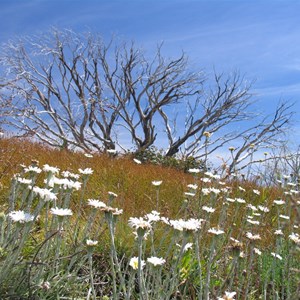 Alpine flowers in bloom  