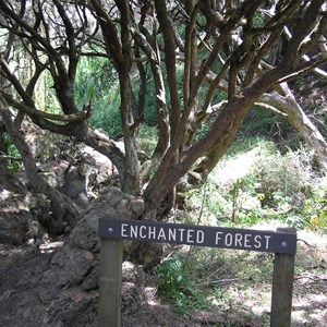 Enchanted Forest