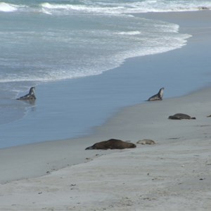 Kangaroo Island