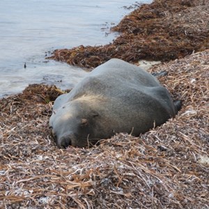 Kangaroo Island