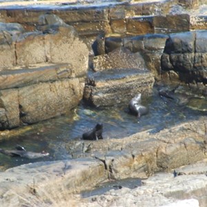 Kangaroo Island