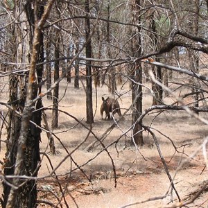 Black Range Spring