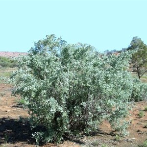 Salt Bush Flats, QAA Line