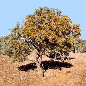 Georgina Gidgee Interdunes, QAA Line