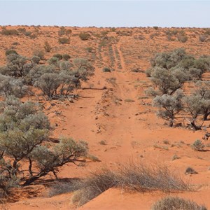 Grove of Gidgee Trees