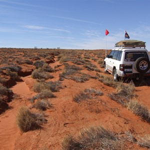 Grove of Gidgee Trees