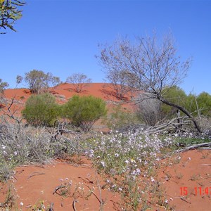 Bore Tk, Bollards Lagoon Northern Boundary