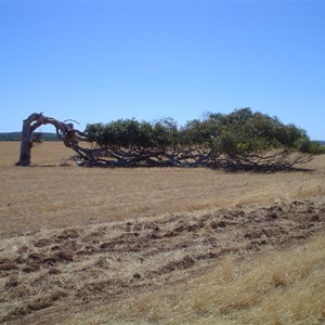 Greenough Leaning Trees