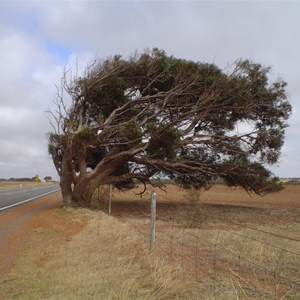 Greenough Leaning Trees