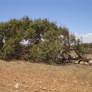 Greenough Leaning Trees