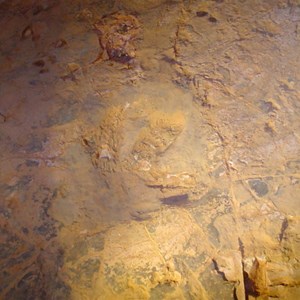 Lark Quarry Dinosaur Trackways 