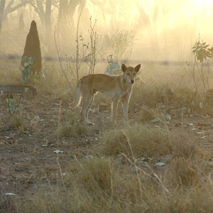 Kingfisher Camp