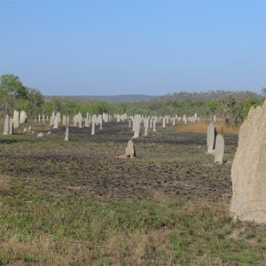 Magnetic Termite Mounds - Litchfield NP