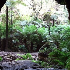 Glow Worm Tunnel