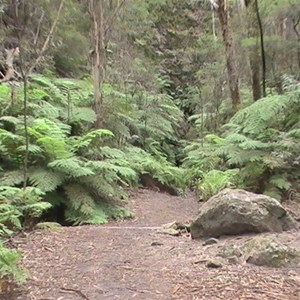 Glow Worm Tunnel