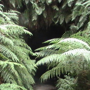 Glow Worm Tunnel