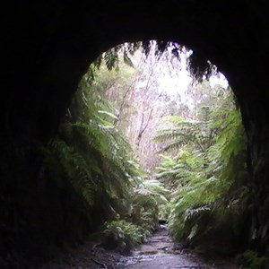 Glow Worm Tunnel