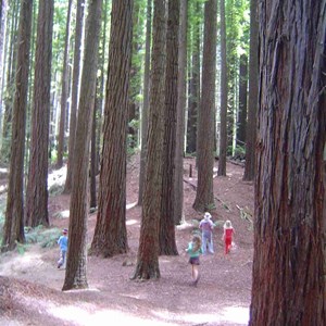 The Redwoods