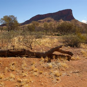 Fallen Tiekens Blaze Tree