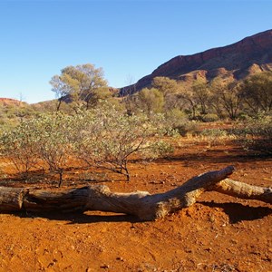 Fallen Tiekens Blaze Tree