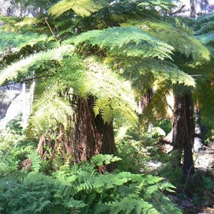 Bunbuncundoo Springs