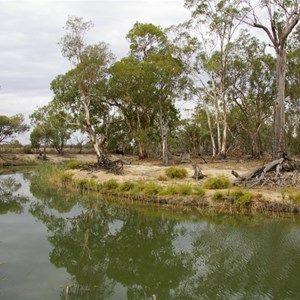 Aboriginal Canoe Tree