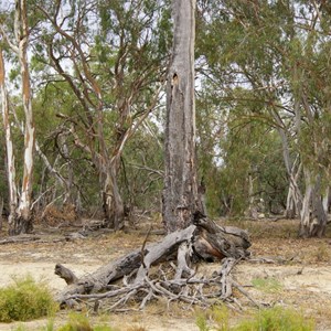 Aboriginal Canoe Tree