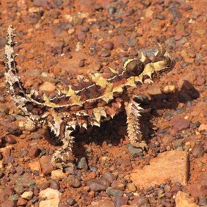 Thorny Devil