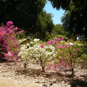 Manbulloo Homestead Caravan Park