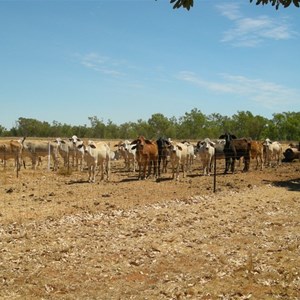 Manbulloo Homestead Caravan Park