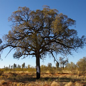 Len Beadell Blaze Tree