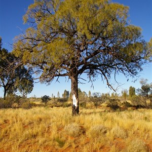 Len Beadell Blaze Tree
