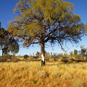 Len Beadell Blaze Tree