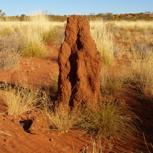 Termite Mounds