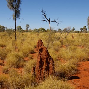 Termite Mounds