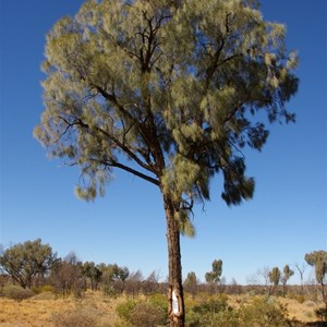 Len Beadell Blaze Tree