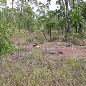 World War II Airstrip Livingstone