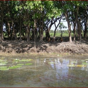 Yellow Water Billabong 