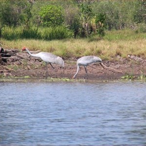 Yellow Water Billabong 