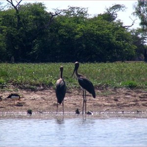 Yellow Water Billabong 