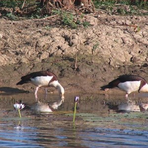 Yellow Water Billabong Part 2