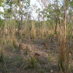 World War II Airstrip Adelaide River