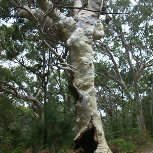 Firebreaks & Cooloola Beach Camping Zone