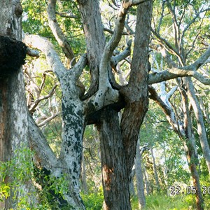 Firebreaks & Cooloola Beach Camping Zone