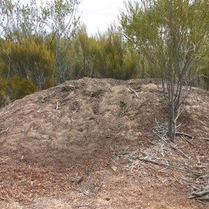 Mallee Fowl's Nest