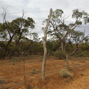 Old Telegraph Lines & Rabbit Proof Fence