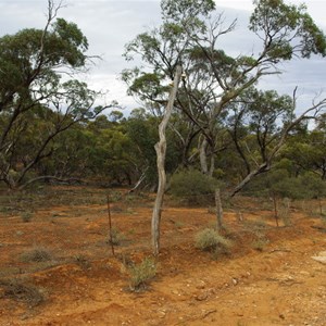 Old Telegraph Lines & Rabbit Proof Fence